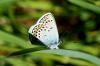 Plebejus argus